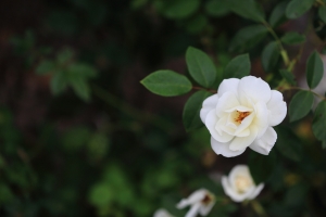 垂涎欲滴，夏之花