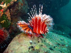 東北角海底生態