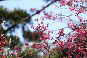 陽明山賞梅賞櫻花