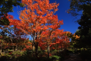 昭和記念公園 — 日本庭院