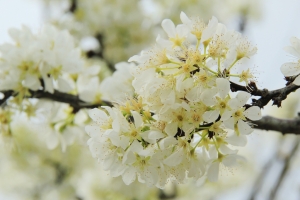 玉山觀光茶園