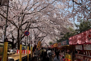 2015東京和郊區自助旅行 (熊谷桜堤) DAY4 上