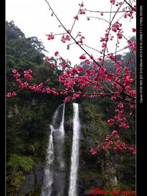 瀑布遇上櫻花~