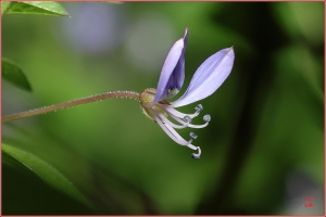 台中Wang~~自然隨拍…紅紋豔金花蟲、平伏莖白花菜…