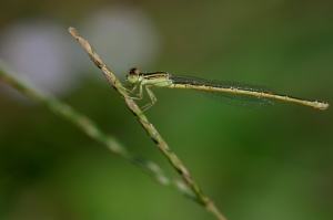 朝雲細蟌 Ischnura aurora aurora (Brauer, 1865)