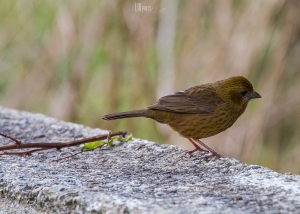 合歡山 -鳥類-