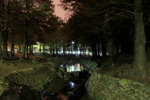 夜晚的松園