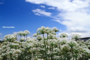 韭菜花一張流