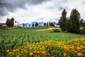 福壽山 波斯菊花海