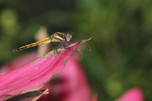 金黃蜻蜓Orthetrum glaucum (Brauer, 1865)