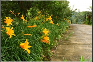 2012.06.23 新社【沐心泉休閒農場】