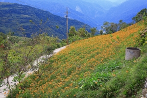 太麻里金針山....秘境