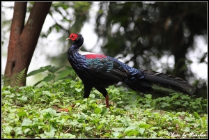 5D2打鳥 - 藍腹鷳