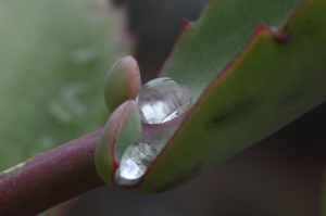 清晨雨後的葉子...