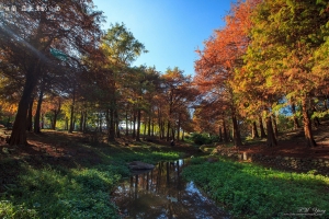 宜蘭 羅東運動公園 落羽松