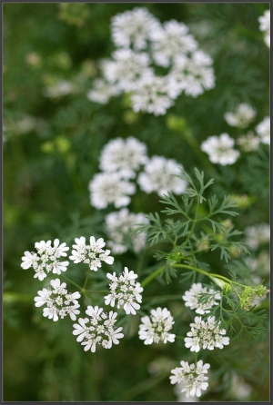 20150219 植物的花 - 吃過沒看過-芫荽、向日葵、茼蒿、番茄