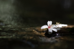 桐花獨舞