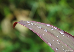 雨後...