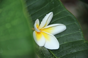 花草集