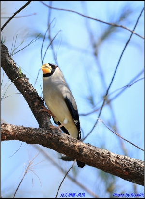 北方嬌客-桑鳲