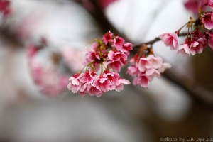 平等里櫻花