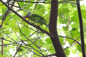 50mm 的人像鏡打五色鳥