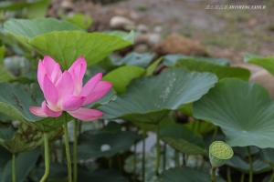 台中海線荷花季 ^ ^