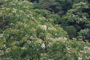 登鳶山桐花遊 _peterp.