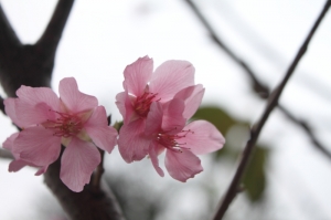 花園的櫻花