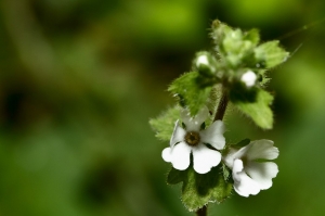 報春花科  施丁草 Stimpsonia chamaedryoides