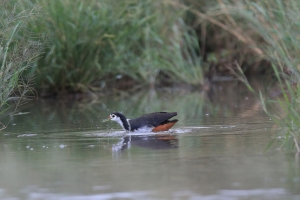 大園水鳥雜拍....