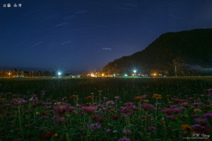 宜蘭 南澳冬季花海