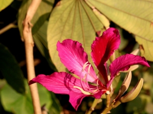 [100D] 初春賞花、賞紅葉、賞嫩芽