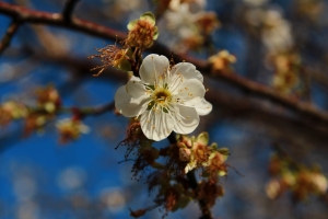 士林志成公園賞梅